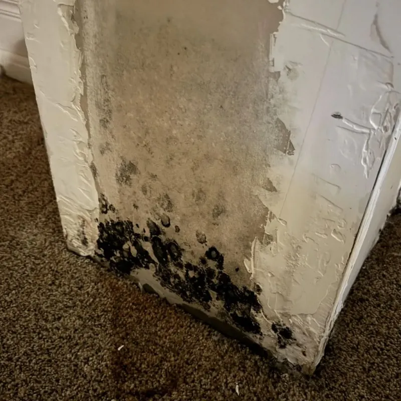 Professional Mold Removal in Benton, MO